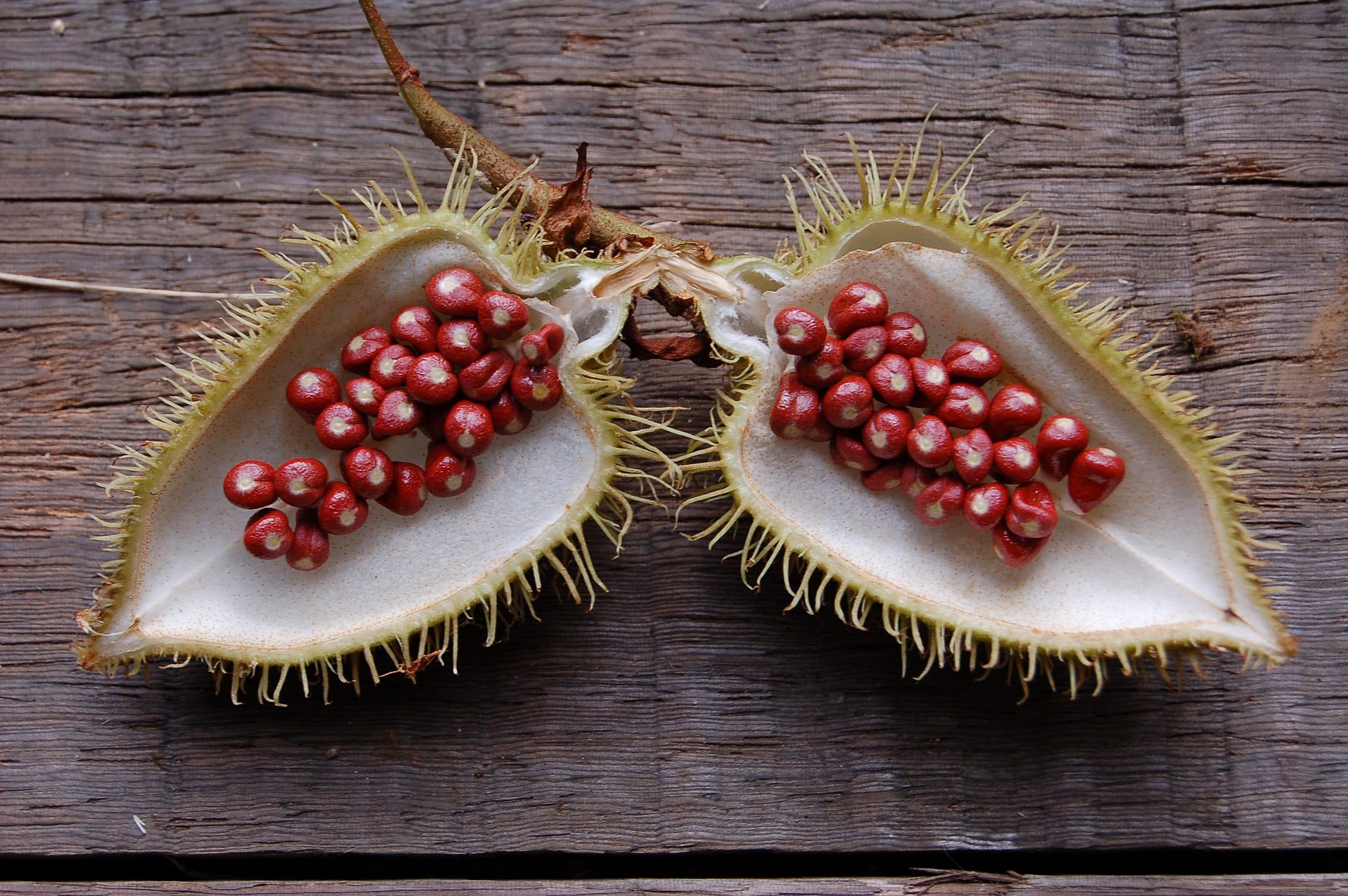 urucum- cosmétique-symphytum