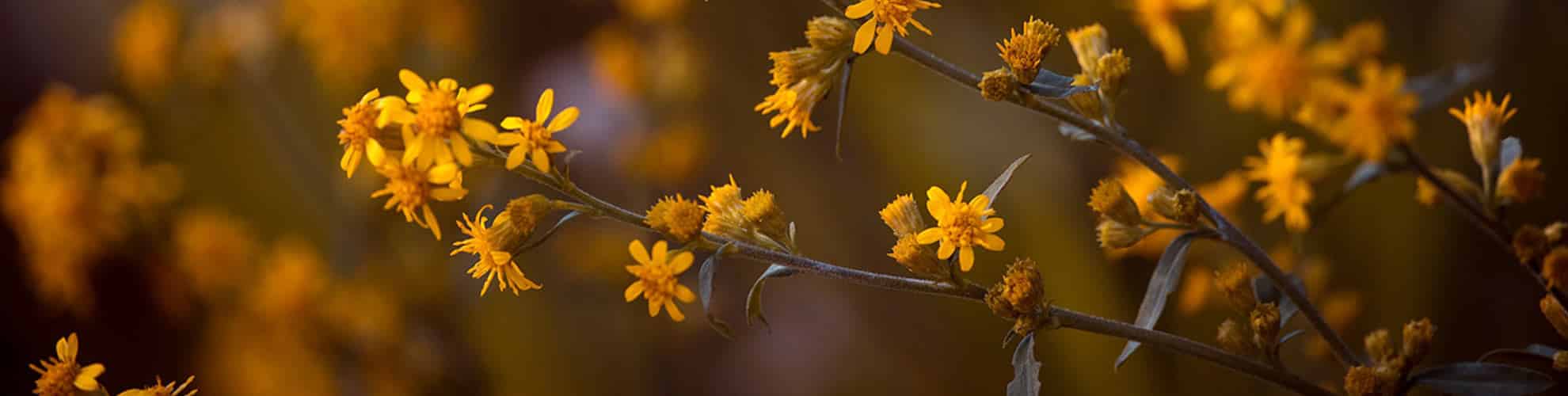arnica l' arnica montana