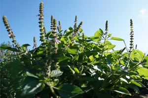 basilic-nos-plantes basilic sacre - tulsi plantes bio