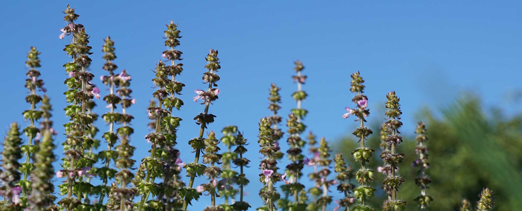 basilic-sacre-tulsi basilic sacré "Tulsi"