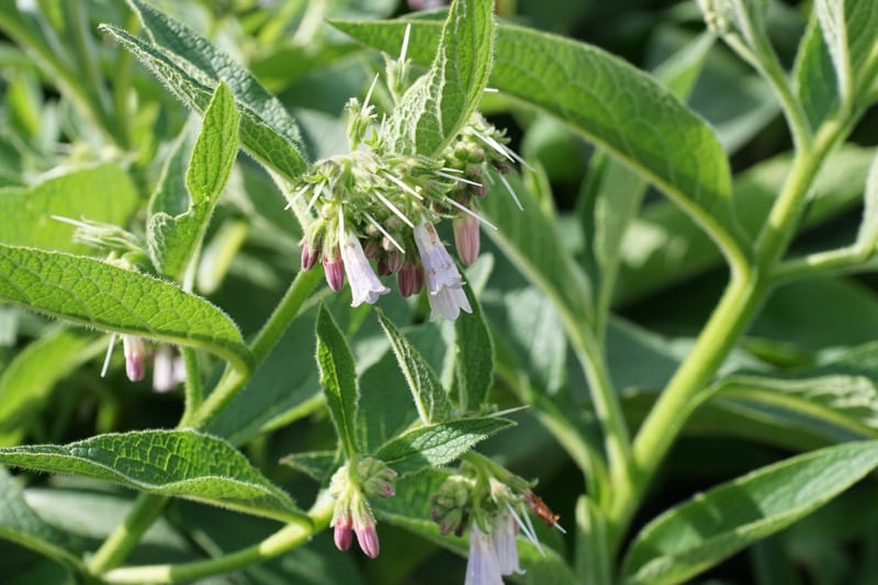 la consoude- nos plantes biologiques