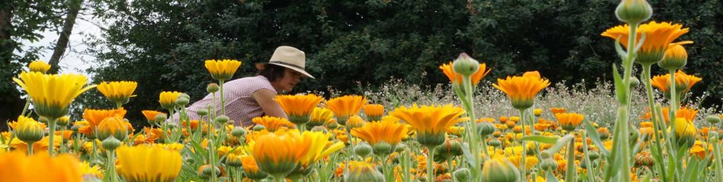 recolte-calendula-diaporama calendula- Cosmetique Symphytum - cosmétiques à la consoude