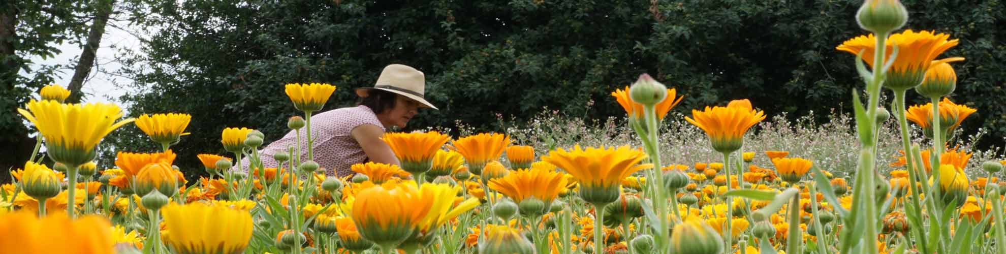 recolte-calendula-diaporama calendula- Cosmetique Symphytum - cosmétiques à la consoude