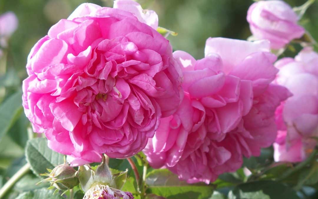 Rose de Damas