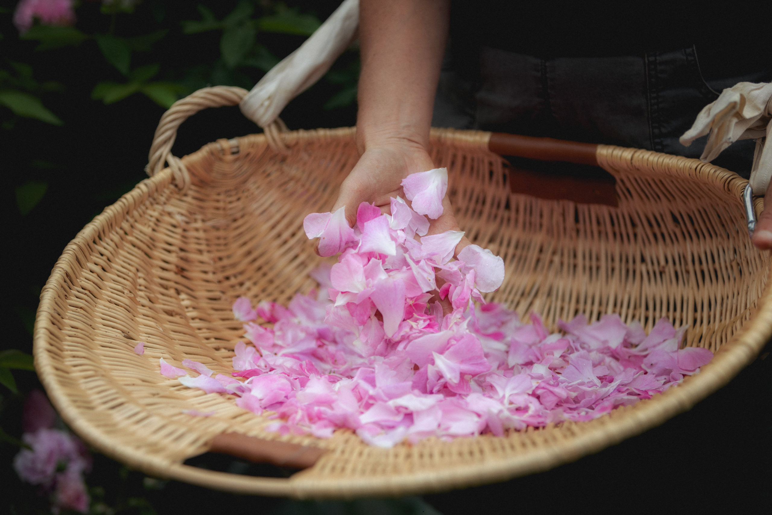 Cueillette rose, cosmétique naturel