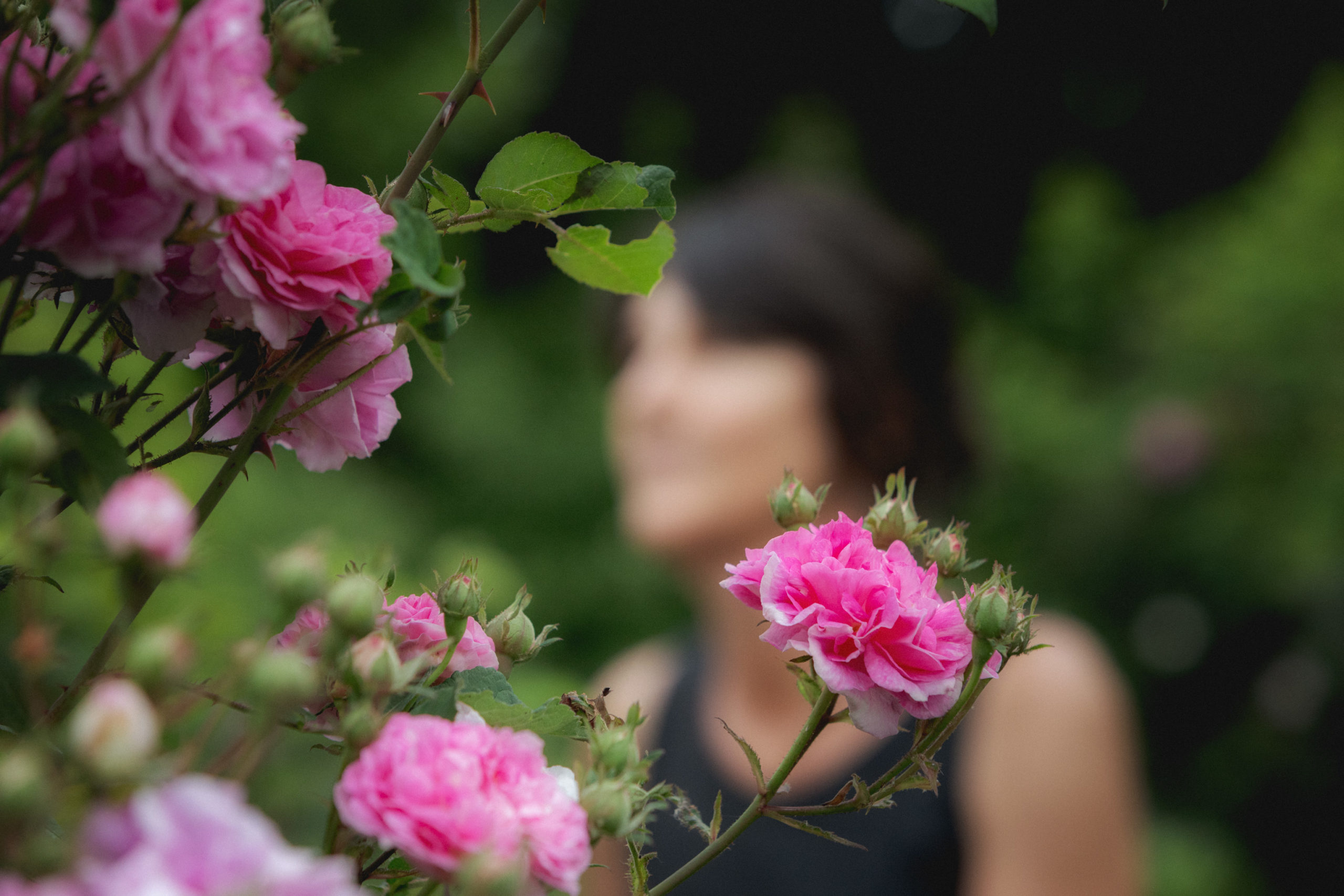 Rose de Damas: contre les signes du vieillissement cutanés