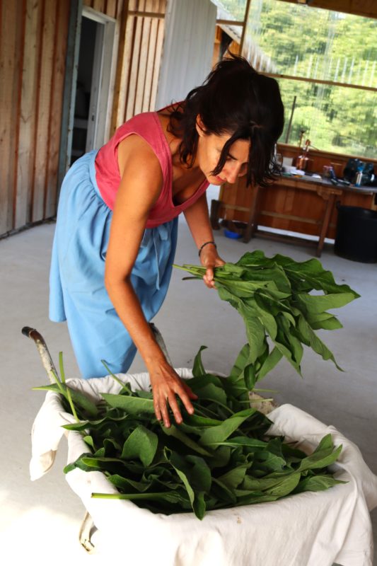 Cosmétique bio Symphytum