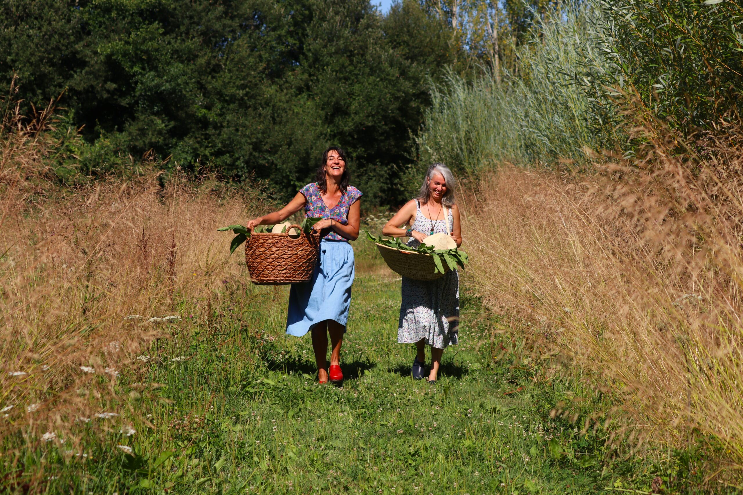 Cueillette de nos plantes en Bretagne