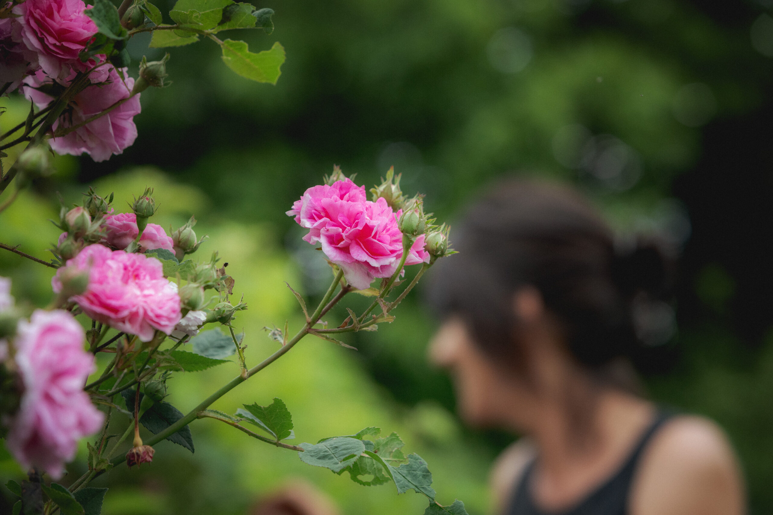 Crème à la Rose – Image 2