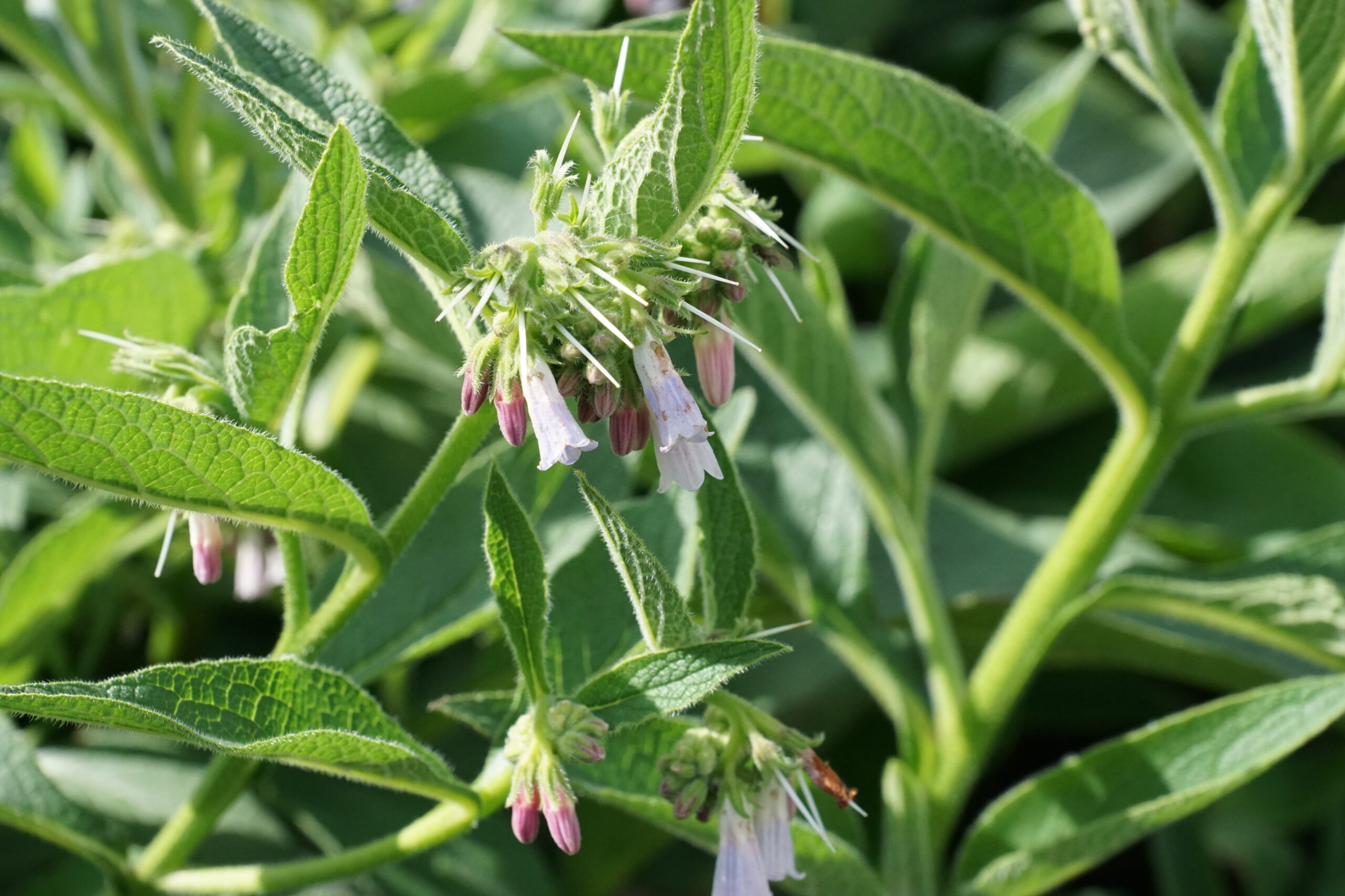 Baume Bonne Mine Bio – Image 2