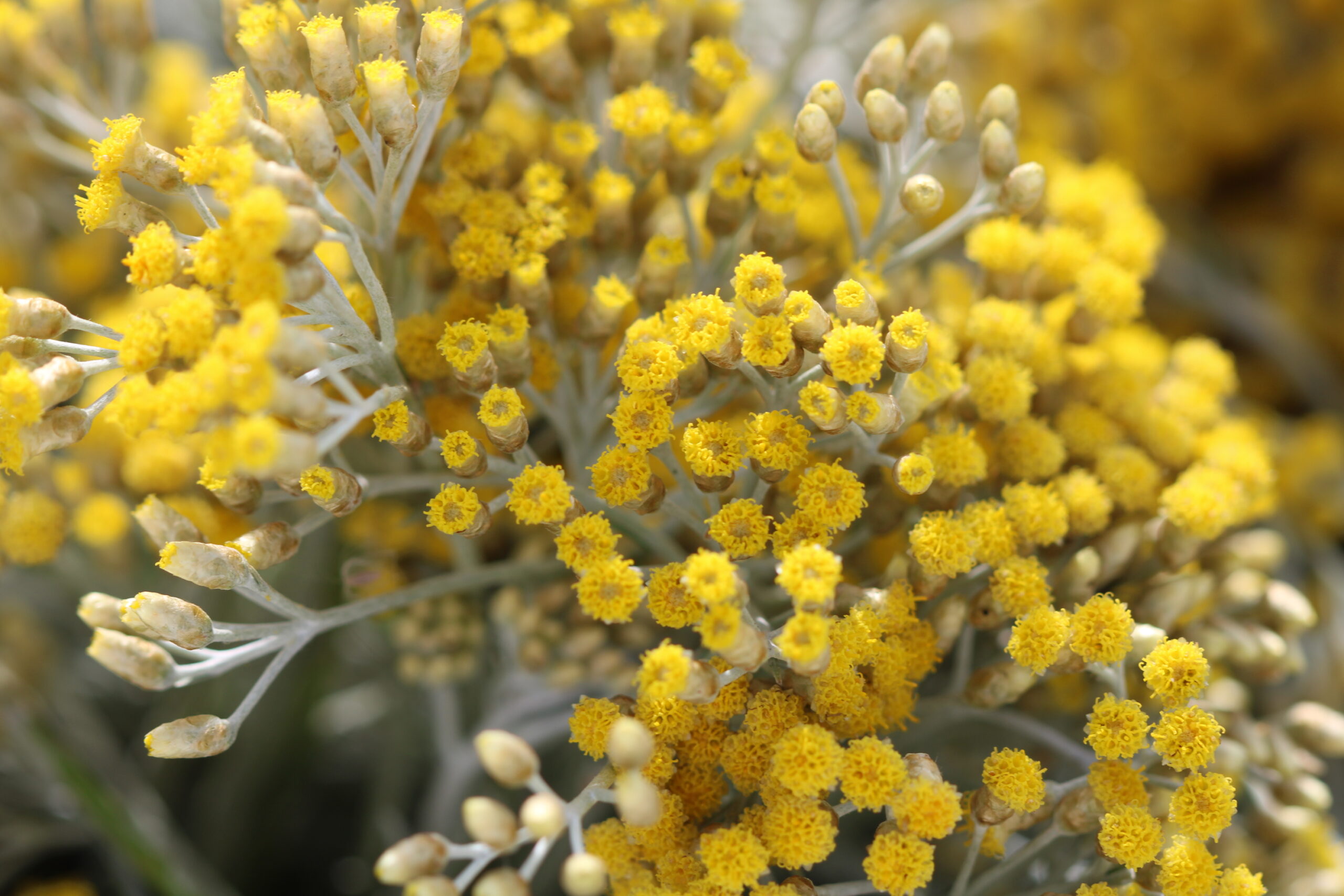 Sérum Intense – Image 3