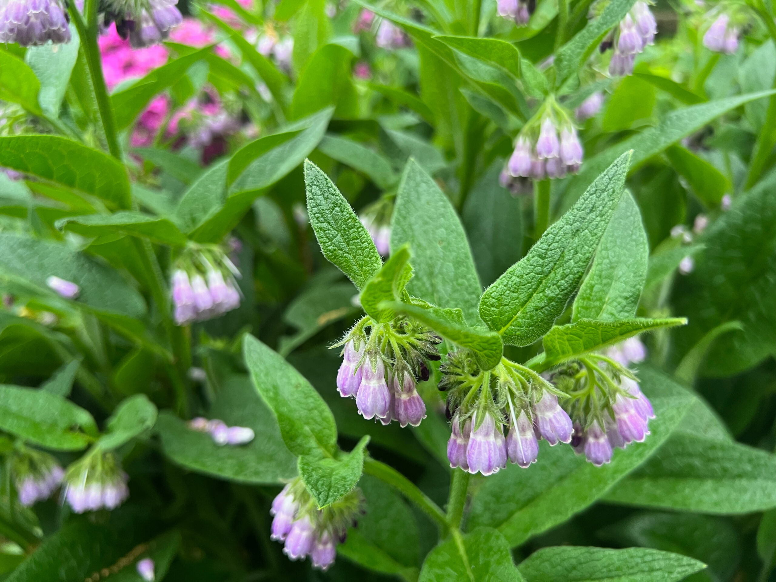 Baume réparateur – Image 4