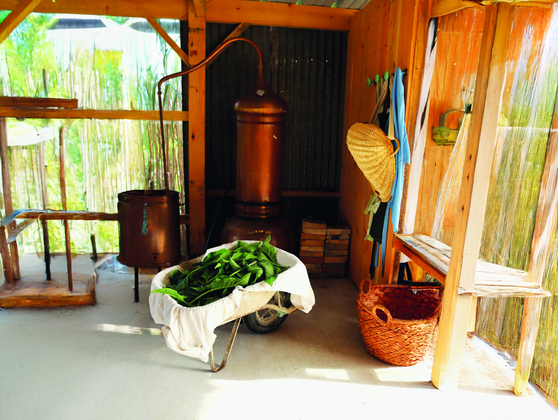 Duo ''Rosée du matin'' – Image 3