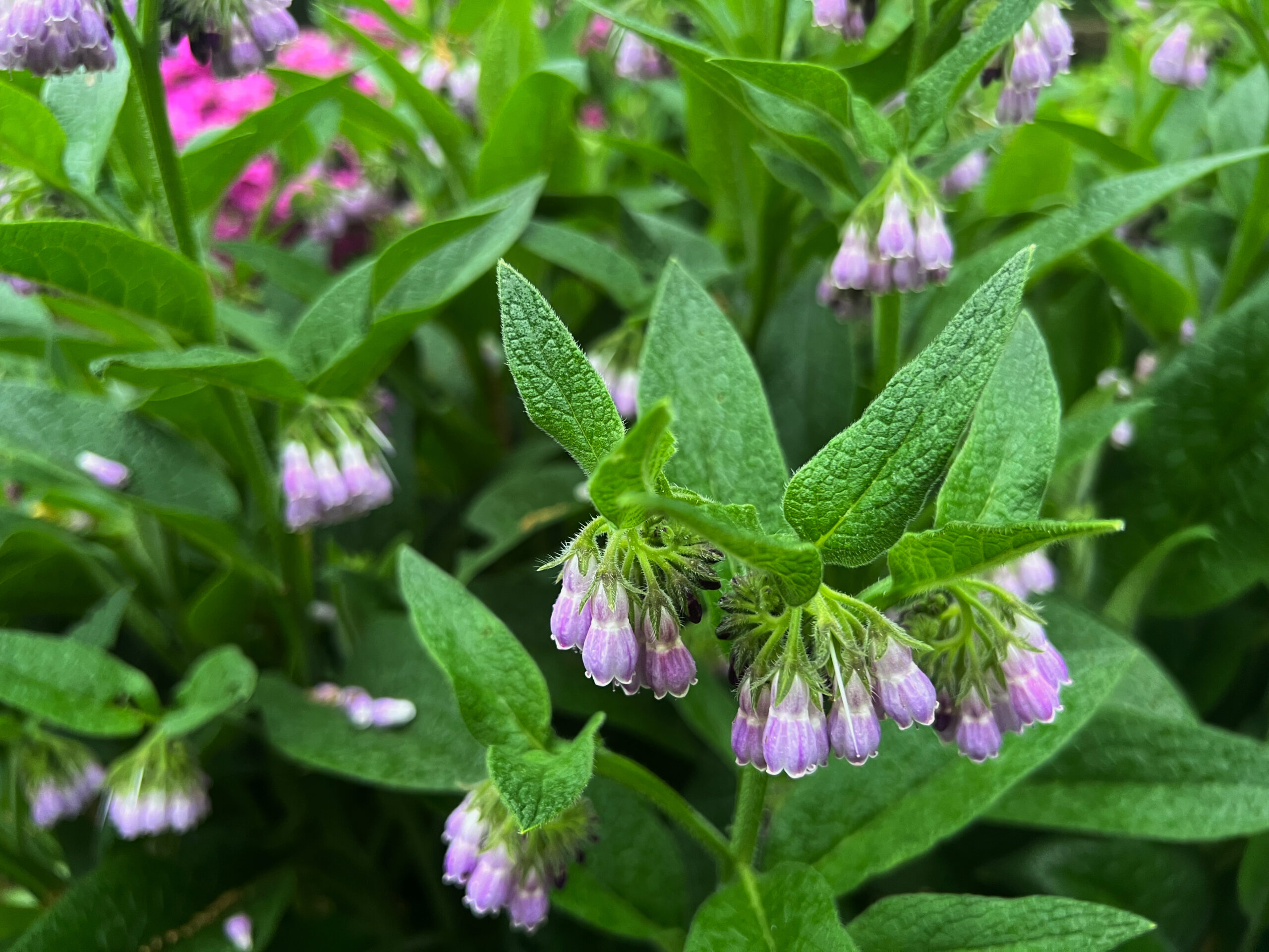 Duo "Réparateur" – Image 4