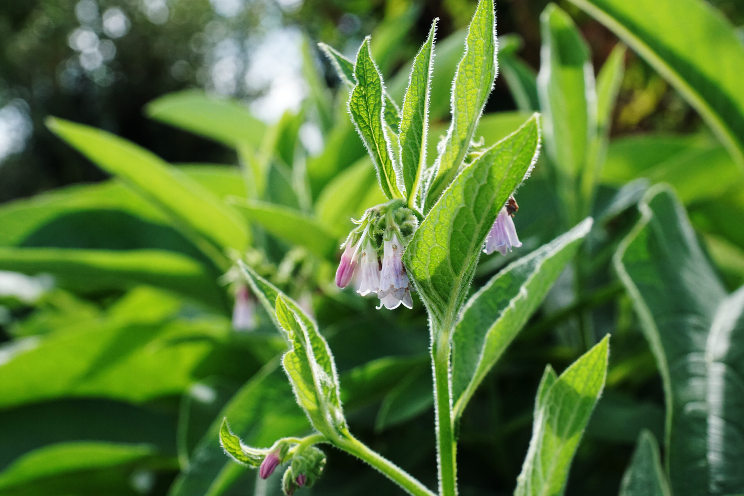 Sérum Vitalité – Image 4