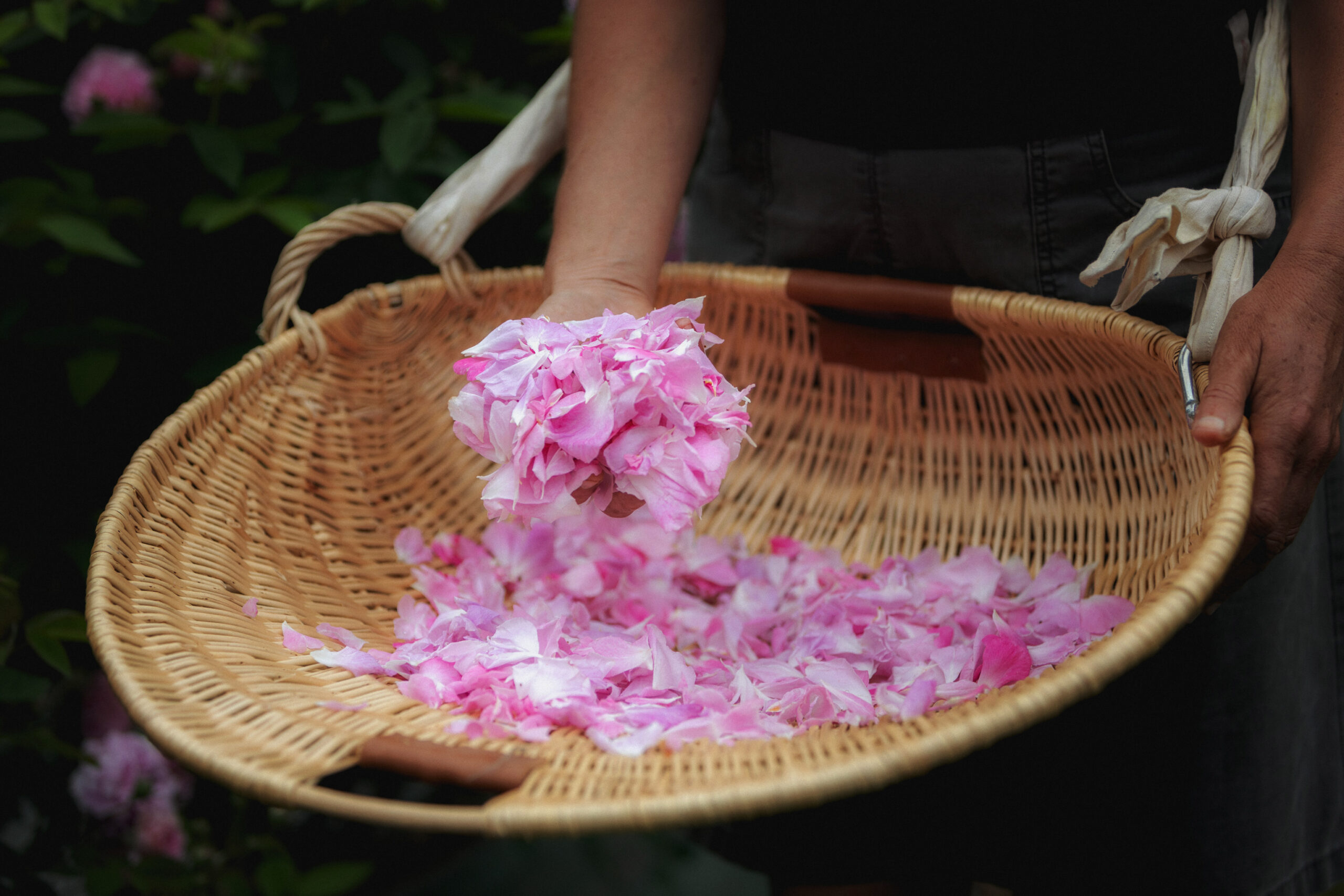 Duo ''Rosée du matin'' – Image 4