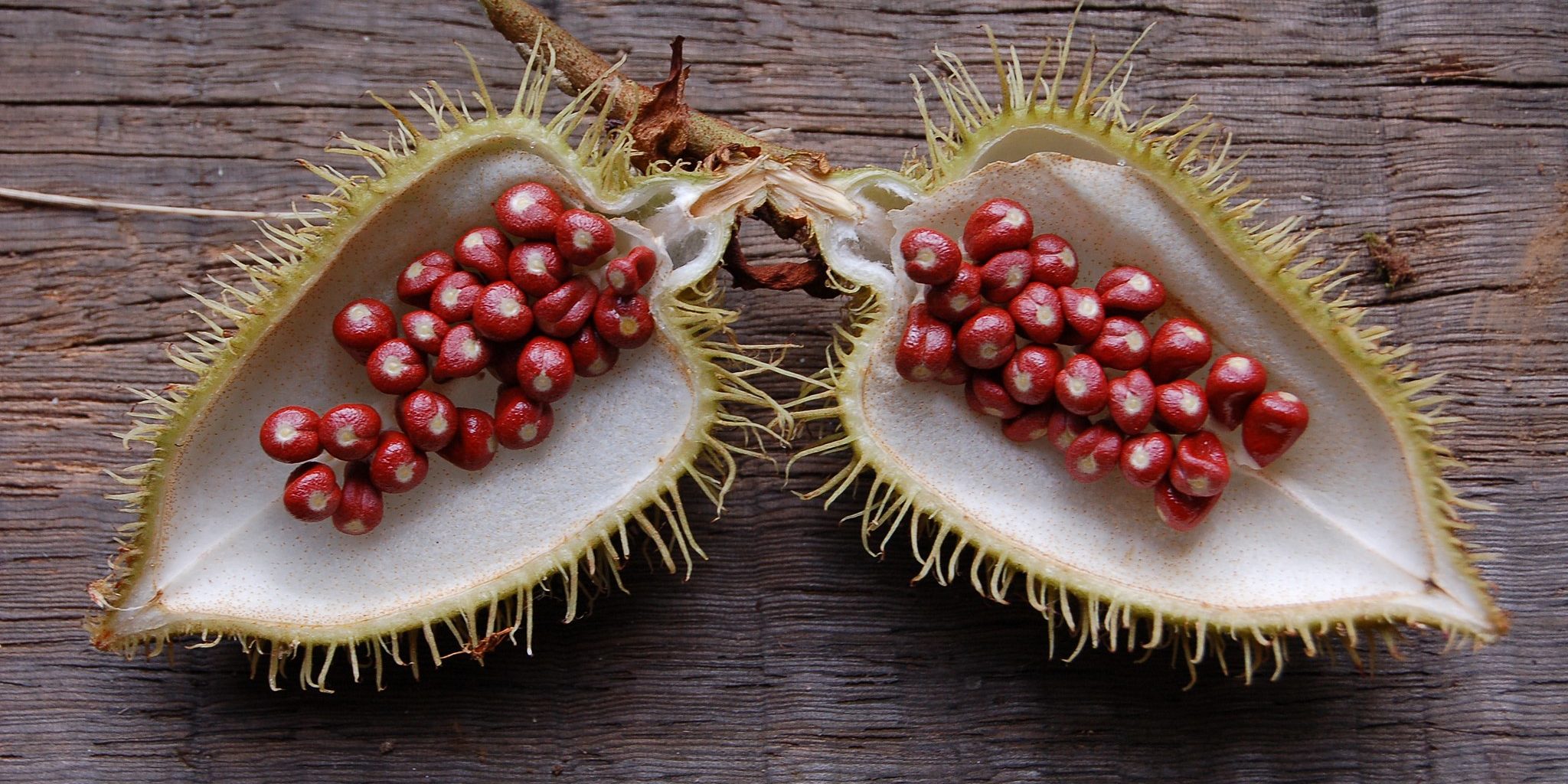 Bixa-orellana-urucum urucum- cosmétique-symphytum
