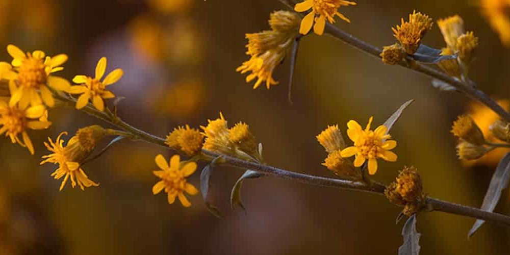 arnica arnica montana baume naturel